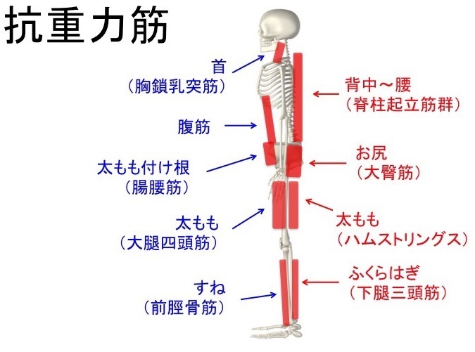 抗重力筋